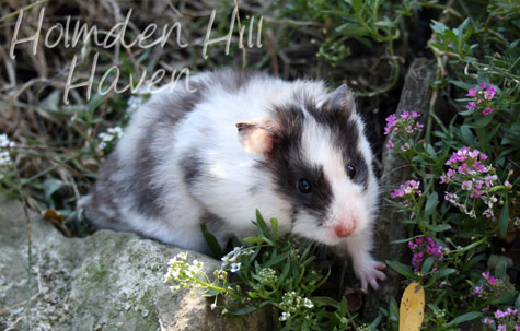 Wisconsin Treasure- Black Tortoiseshell and White (Dominant Spot) Longhaired